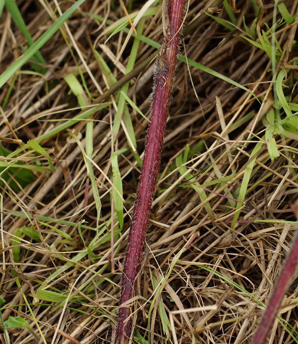 Image of Picris hieracioides specimen.