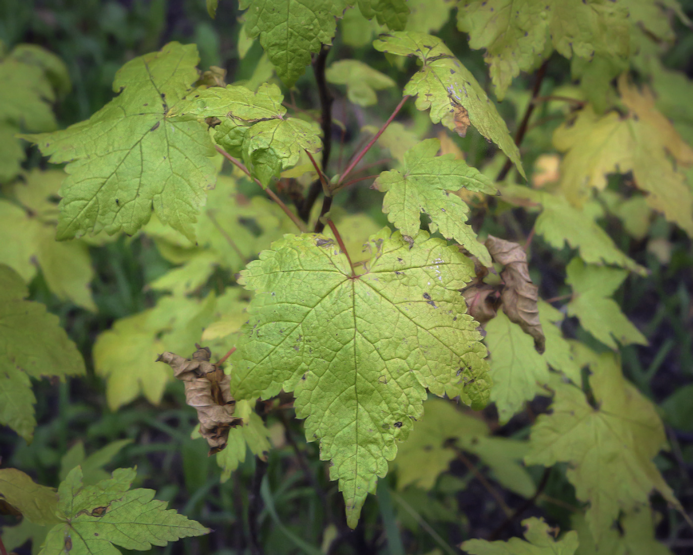 Image of Ribes sachalinense specimen.