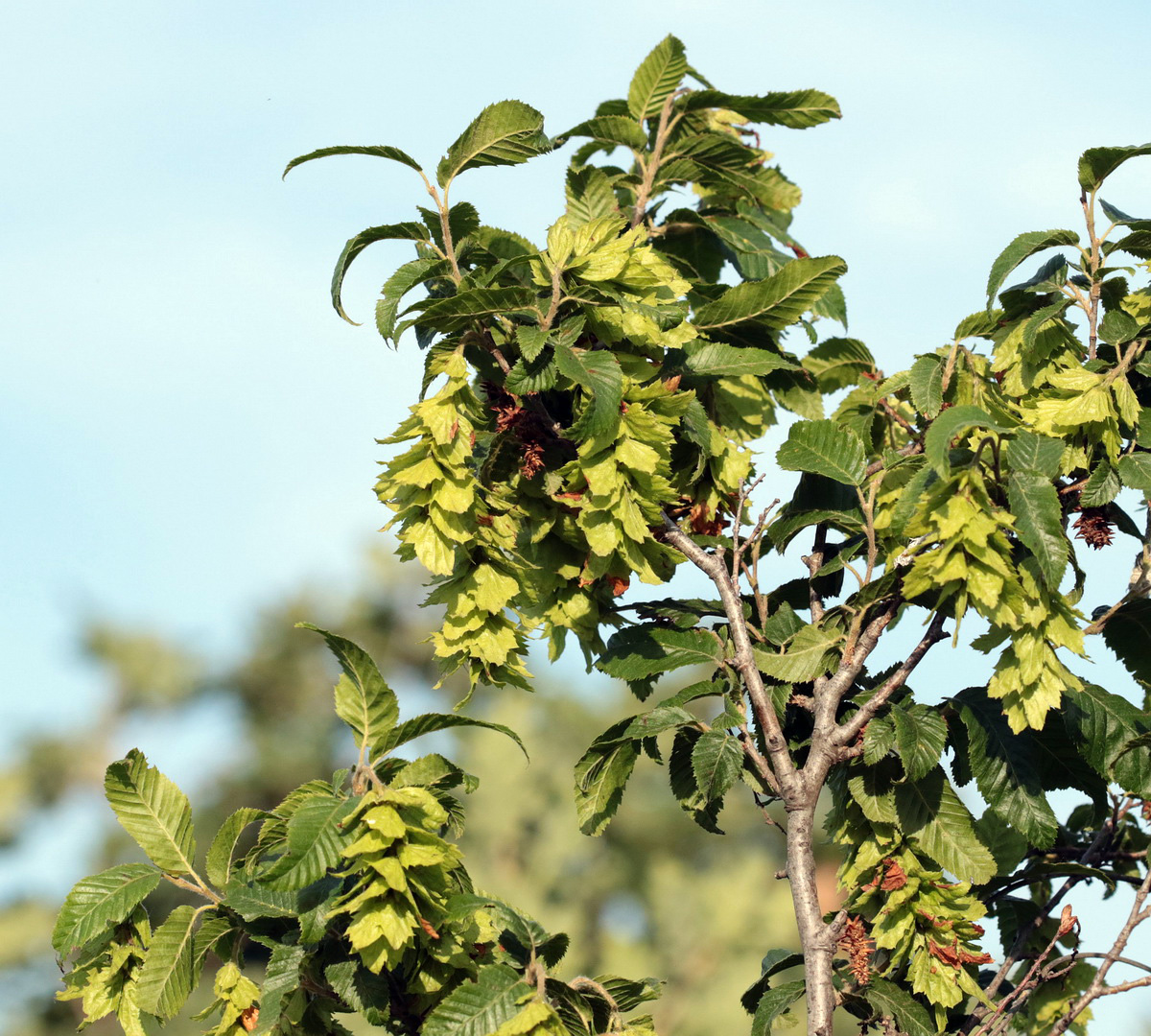 Image of Carpinus orientalis specimen.