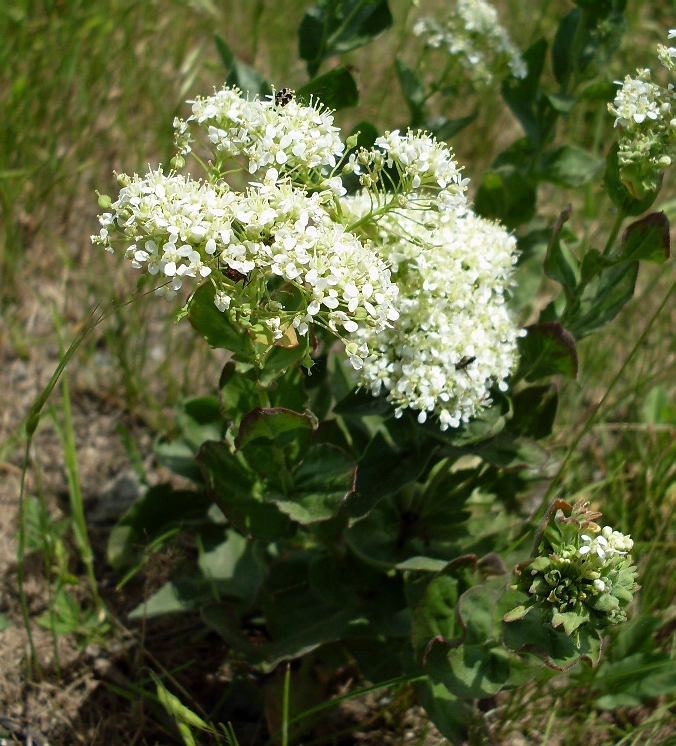 Image of Cardaria draba specimen.