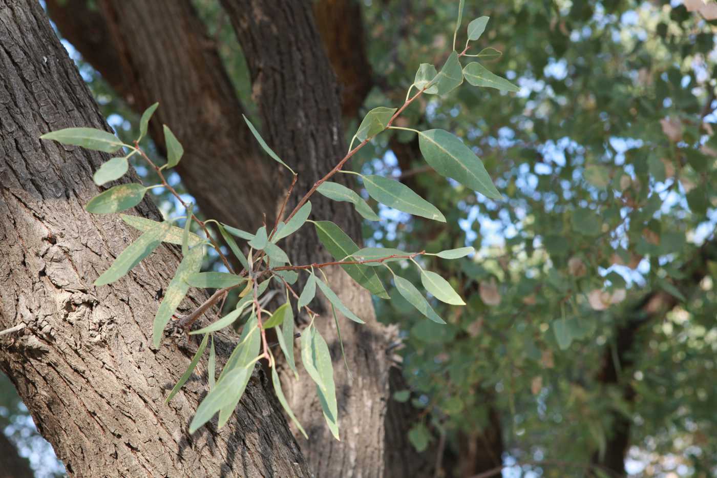 Изображение особи Populus euphratica.