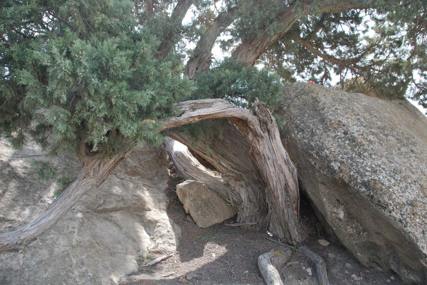 Image of Juniperus polycarpos specimen.