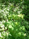 Thalictrum baicalense. Вегетирующее растение. Хабаровск, Большой Уссурийский остров. 18.05.2020.