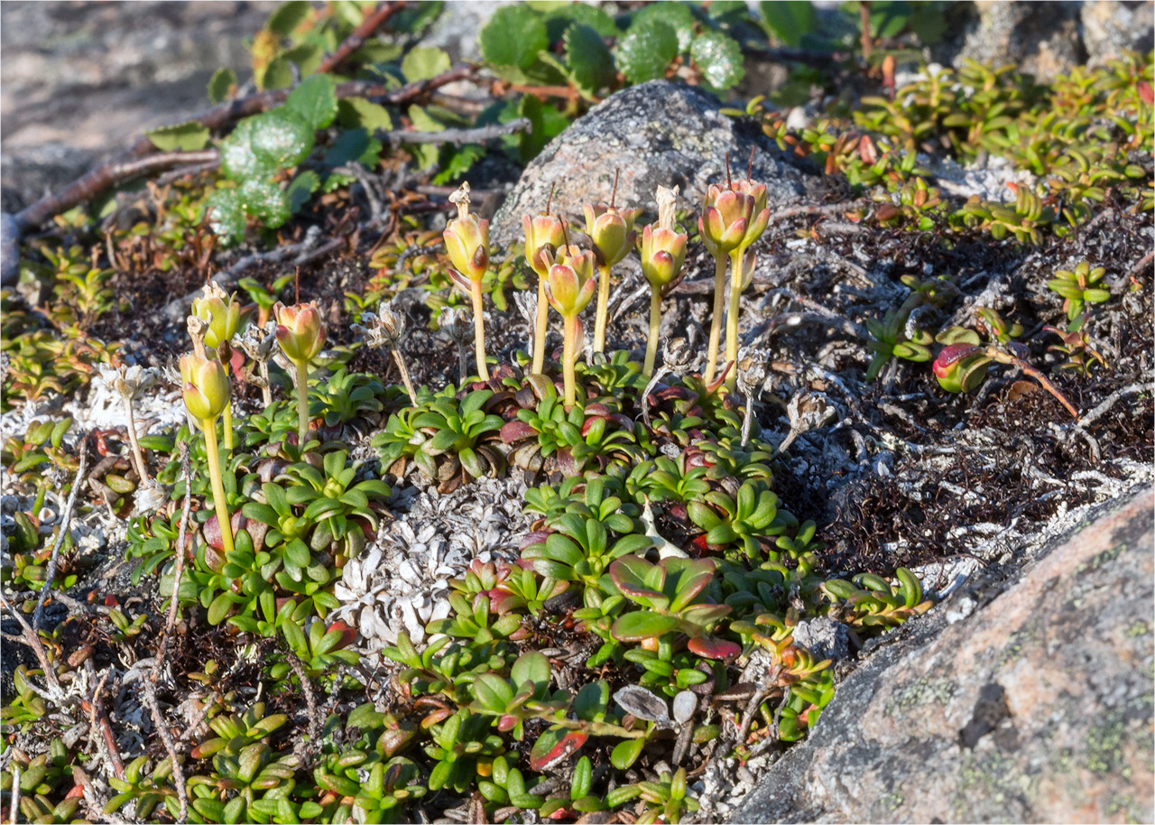 Image of Diapensia lapponica specimen.