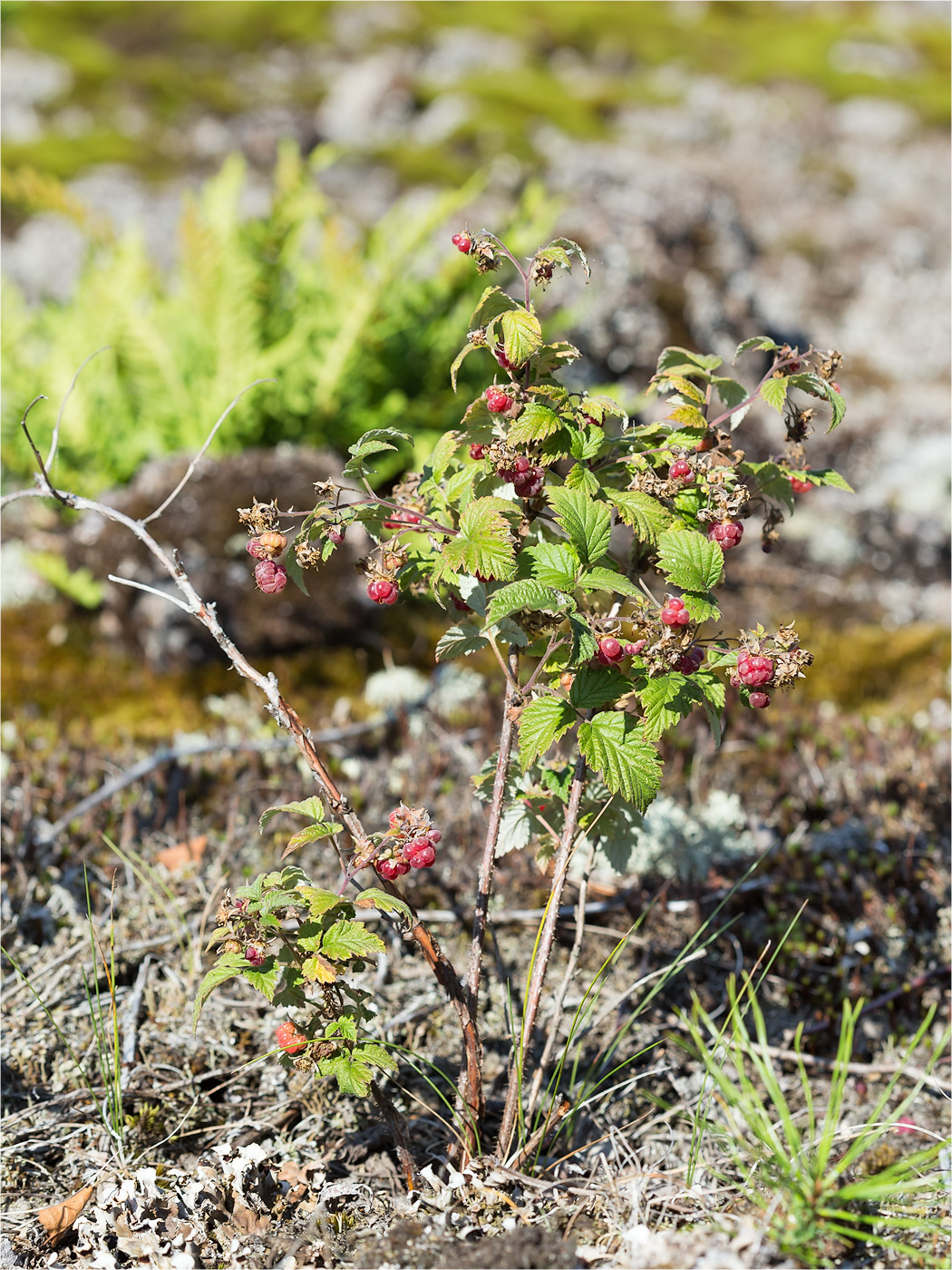 Image of Rubus idaeus specimen.