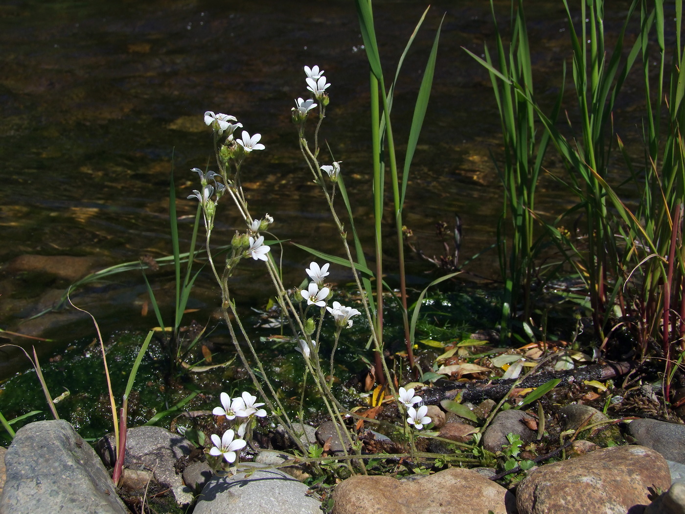 Изображение особи Saxifraga radiata.