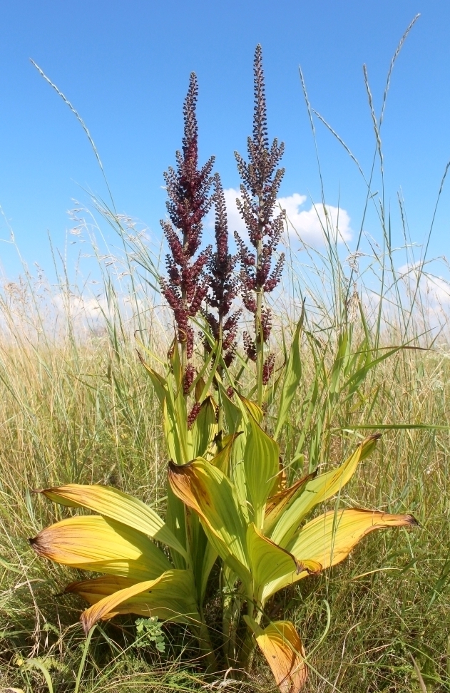 Изображение особи Veratrum nigrum.