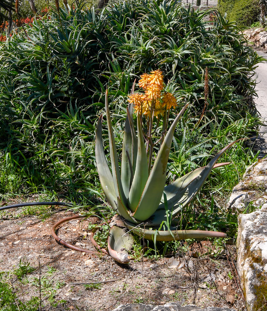 Image of Aloe cryptopoda specimen.