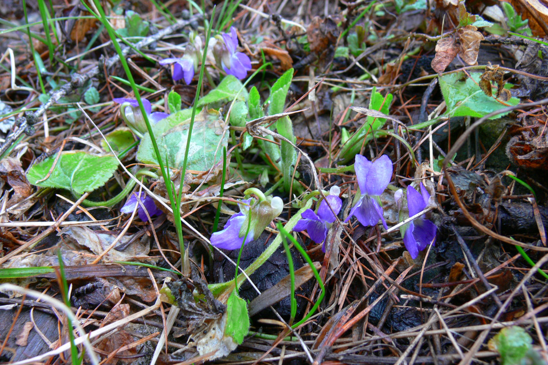 Image of Viola hirta specimen.