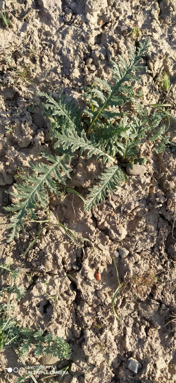 Image of Phlomoides nuda specimen.