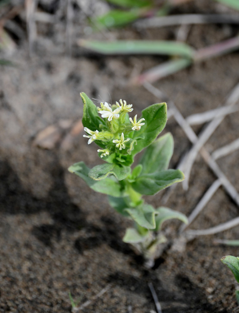 Image of Argusia sibirica specimen.