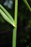 Смотреть изображение Dactylis glomerata