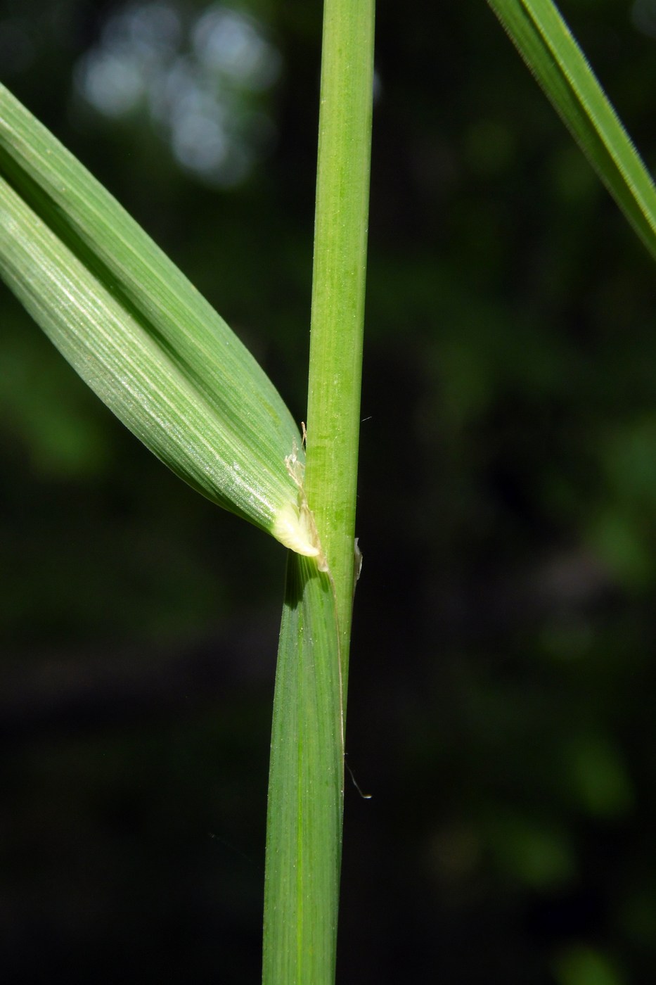 Image of Dactylis glomerata specimen.