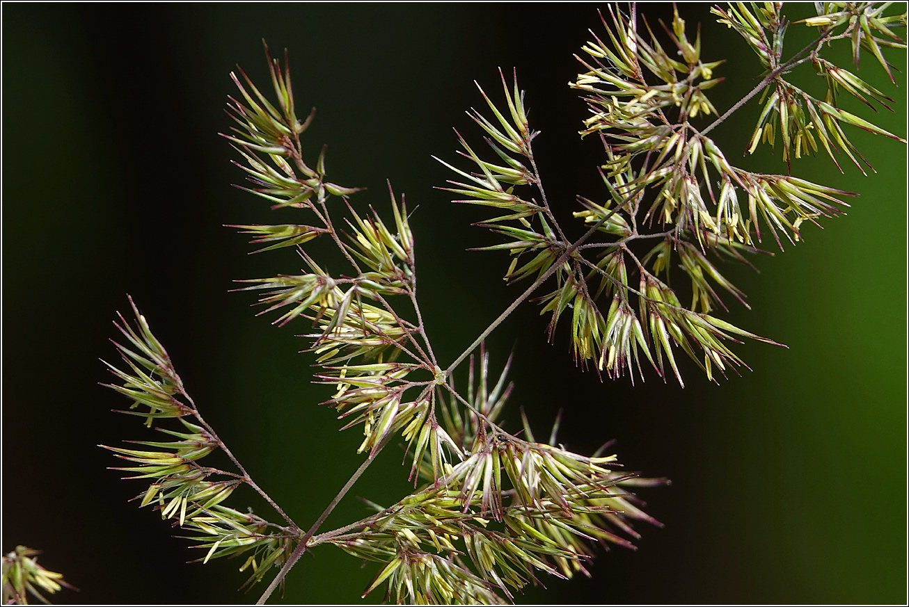 Image of Calamagrostis epigeios specimen.