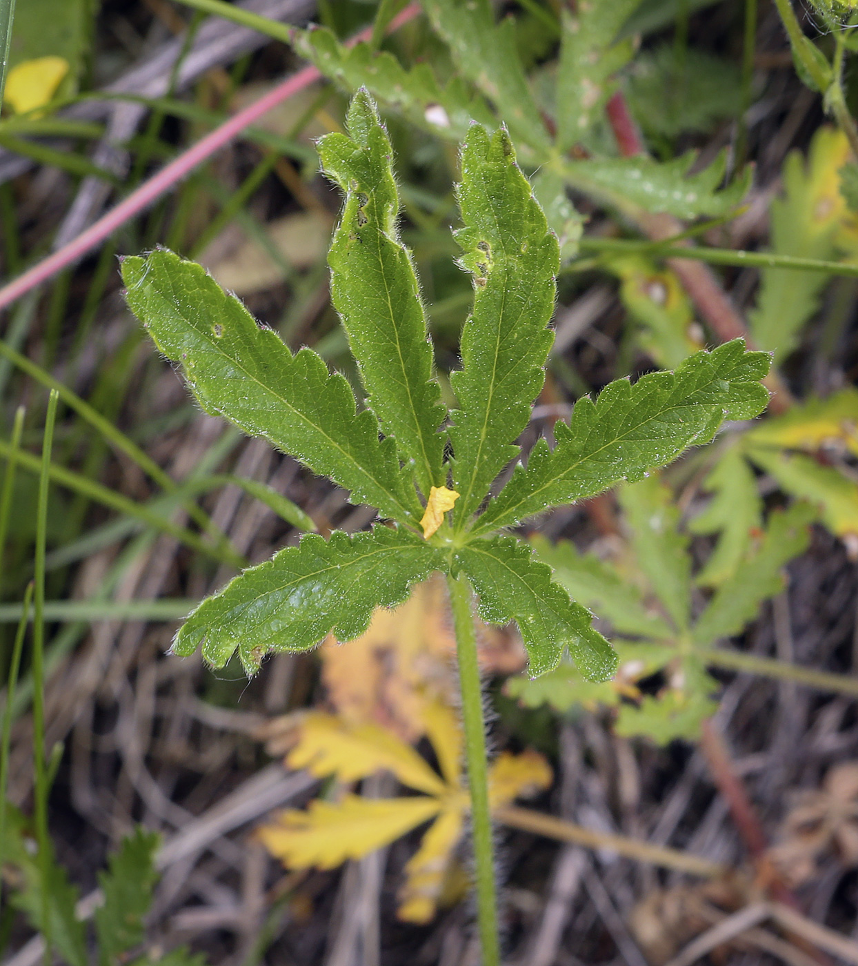 Image of Potentilla thuringiaca specimen.