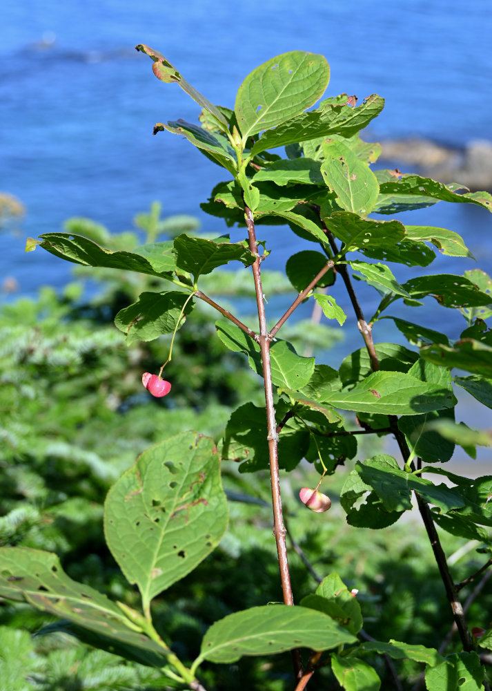 Image of Euonymus sachalinensis specimen.