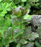 Cardamine macrophylla