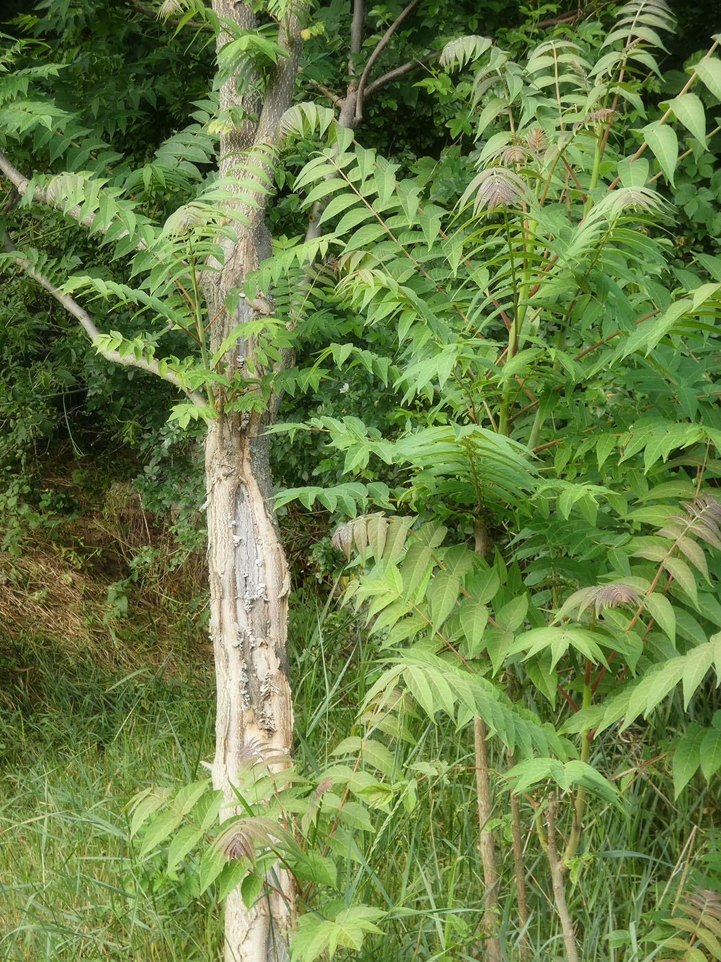 Изображение особи Ailanthus altissima.