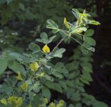 Chamaecytisus supinus. Верхушка цветущего побега. Ярославская обл., г. Переславль-Залесский, дендрологический парк им. С. Ф. Харитонова, в культуре. 12.06.2022.