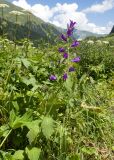 Campanula latifolia