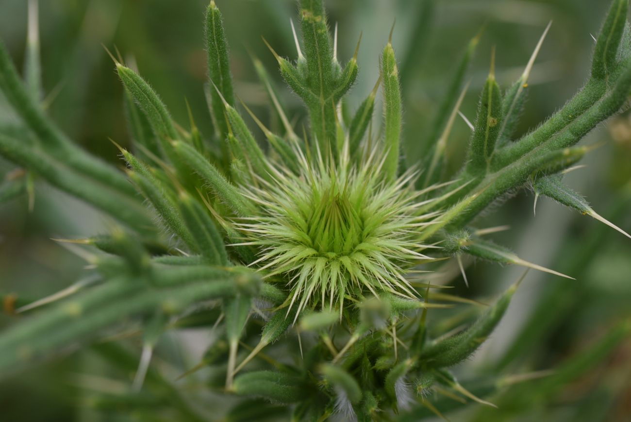 Image of genus Cirsium specimen.