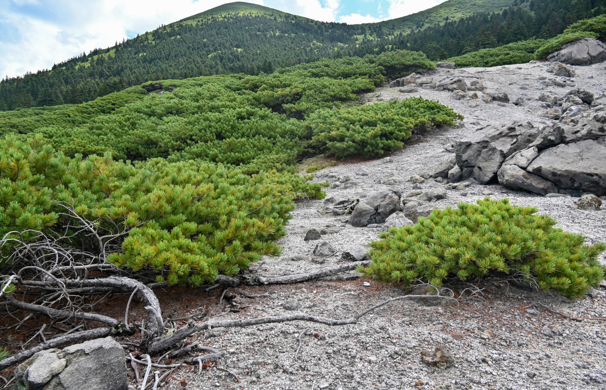 Изображение особи Pinus pumila.