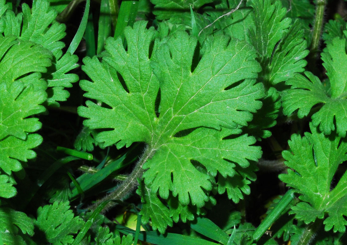 Image of Geranium pusillum specimen.