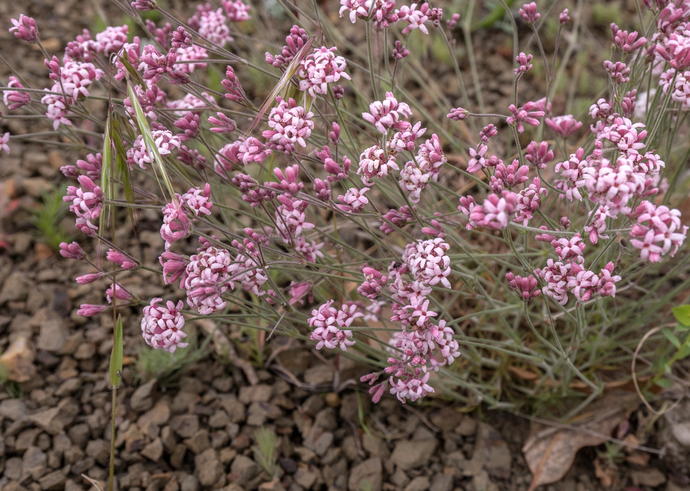 Изображение особи род Asperula.