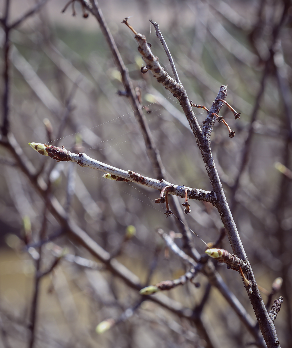 Image of Rhamnus cathartica specimen.