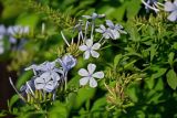 Plumbago auriculata. Верхушки побегов с соцветиями и бутонами. Египет, мухафаза Кена, г. Луксор, в культуре. 06.05.2023.