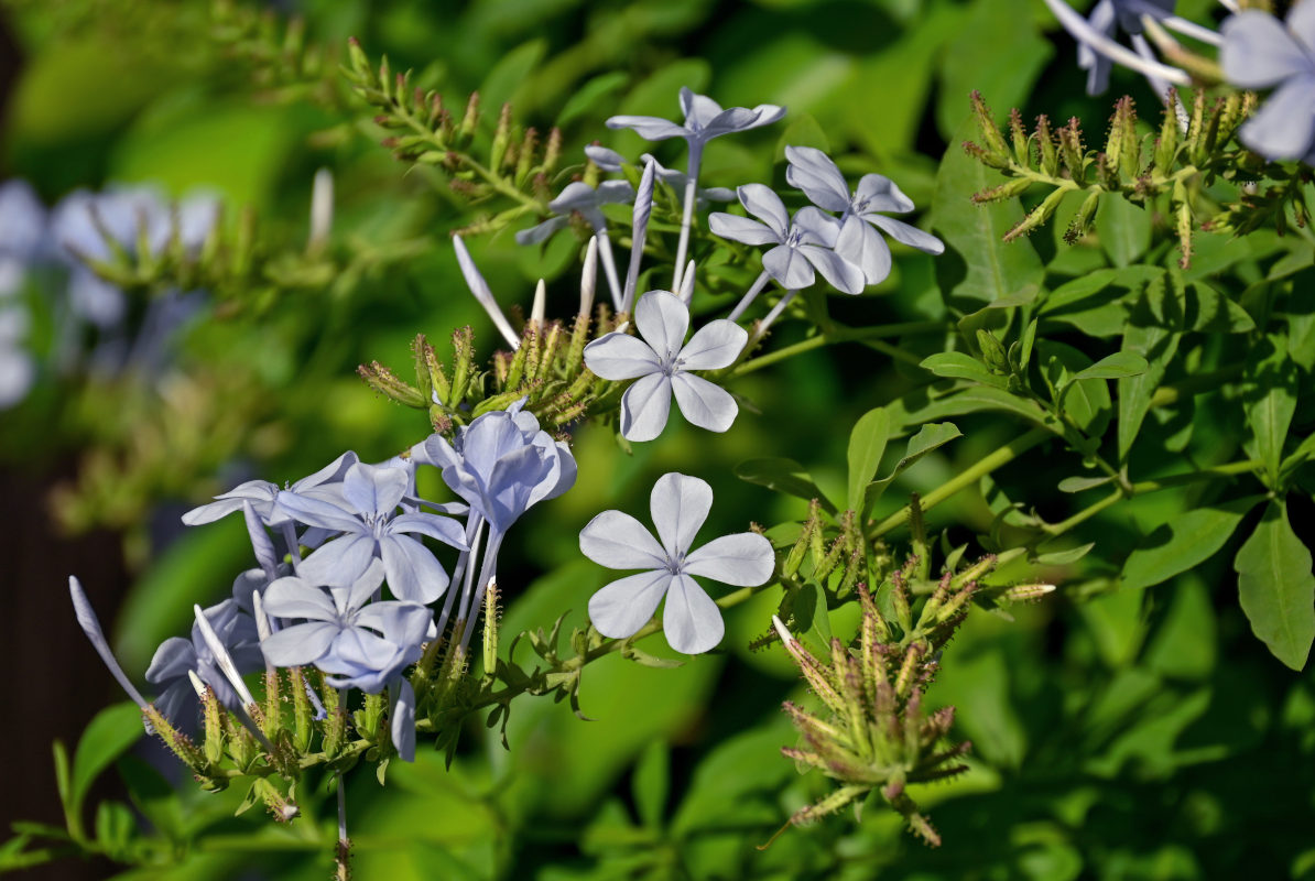 Изображение особи Plumbago auriculata.