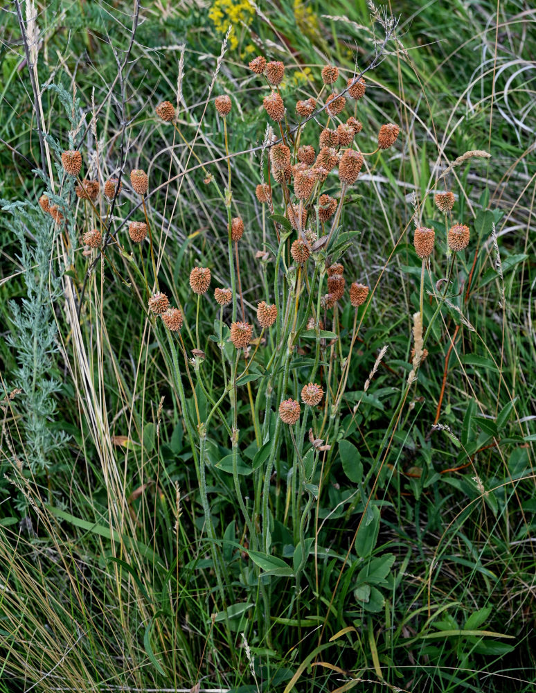 Image of Trifolium montanum specimen.