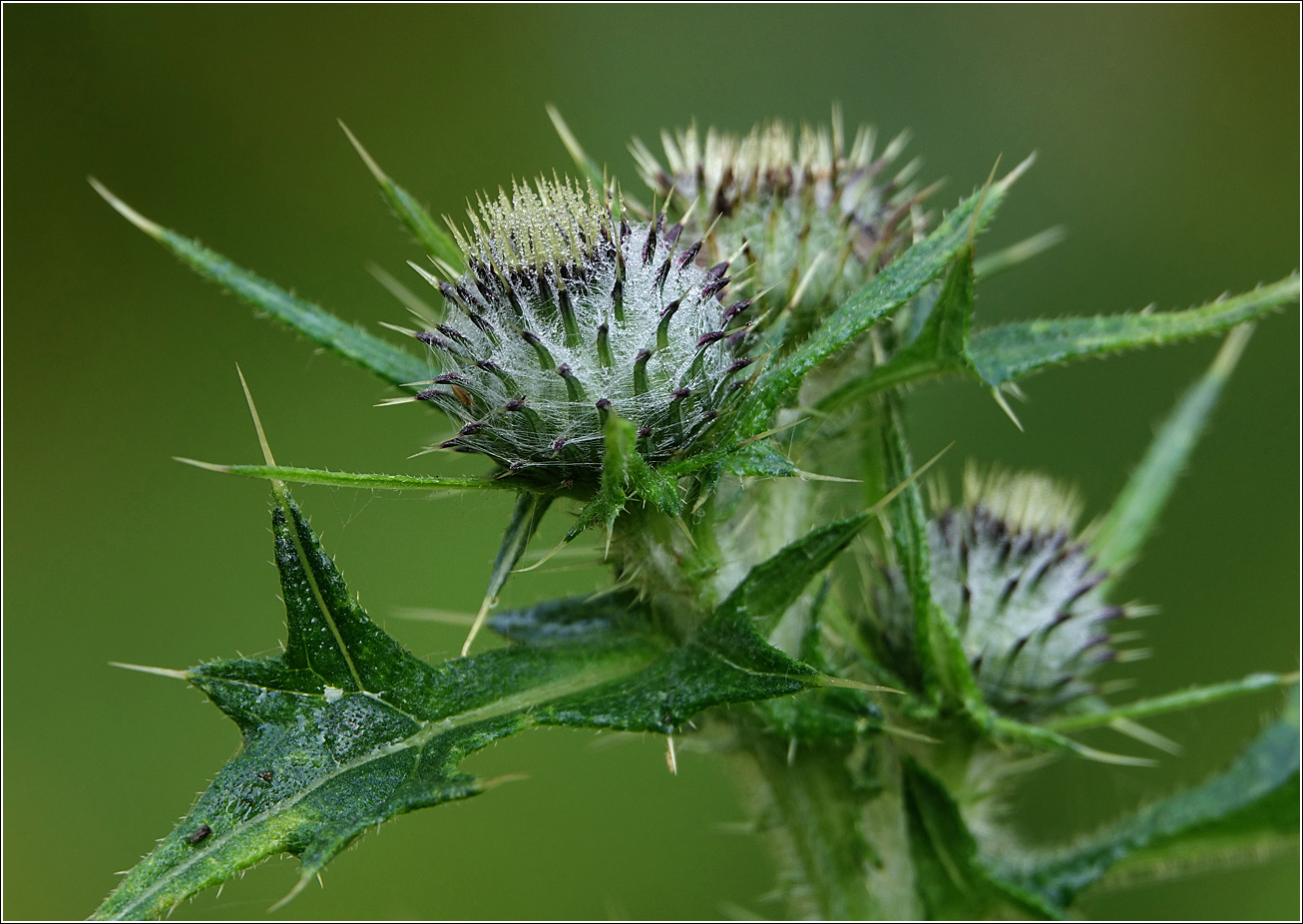 Image of Cirsium vulgare specimen.