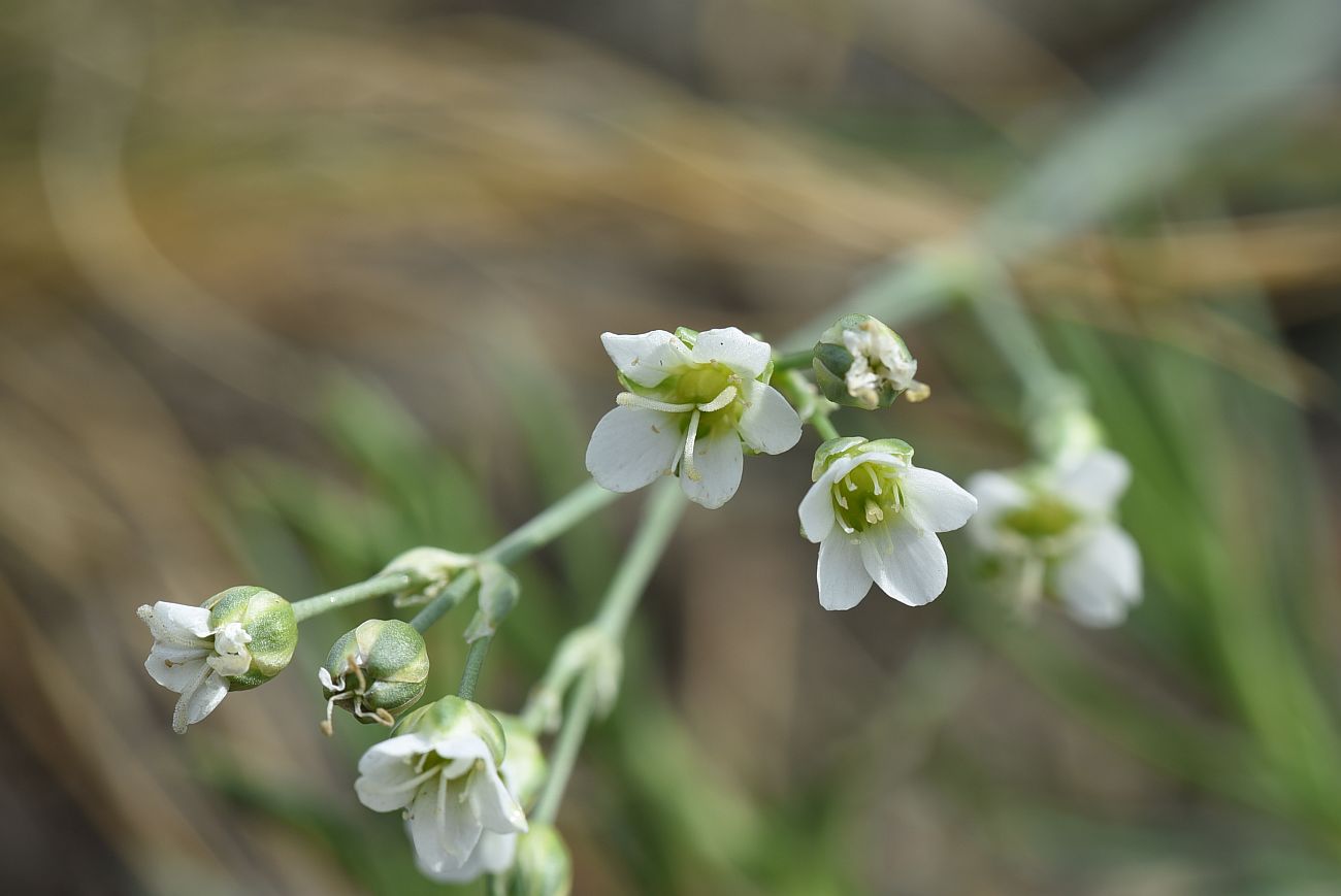 Изображение особи Eremogone saxatilis.