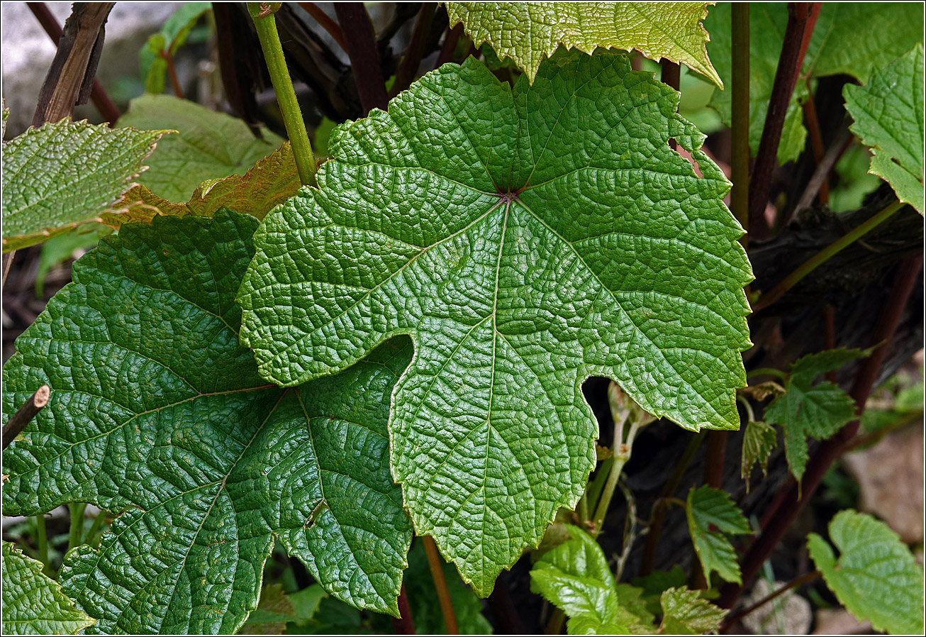 Image of Vitis vinifera specimen.