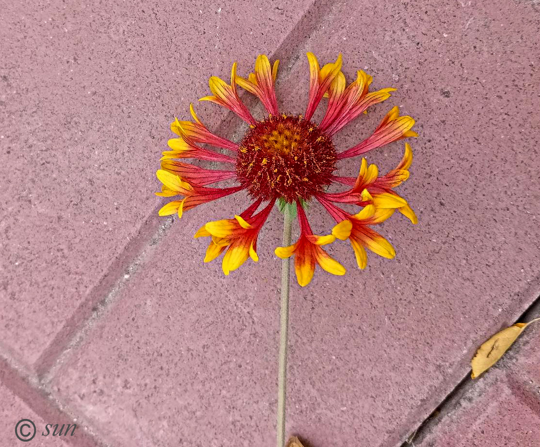 Image of Gaillardia aristata specimen.