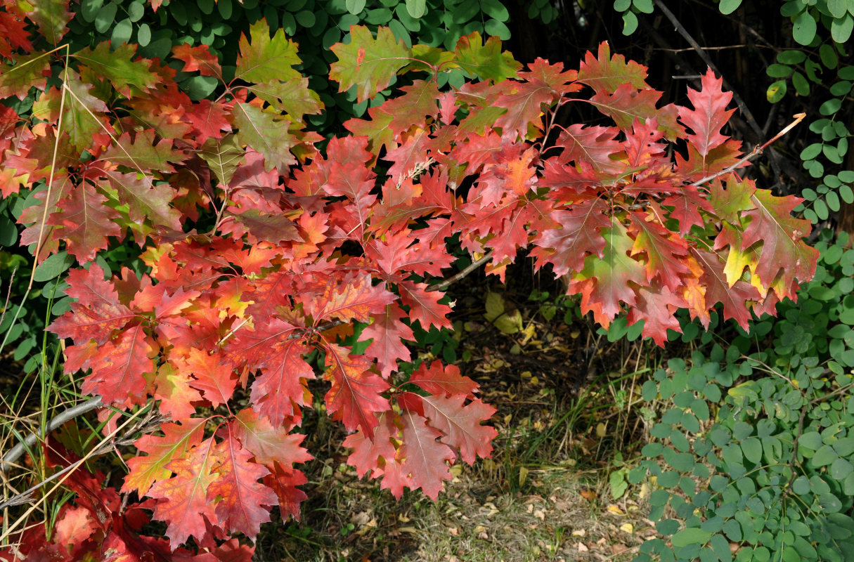 Image of Quercus rubra specimen.