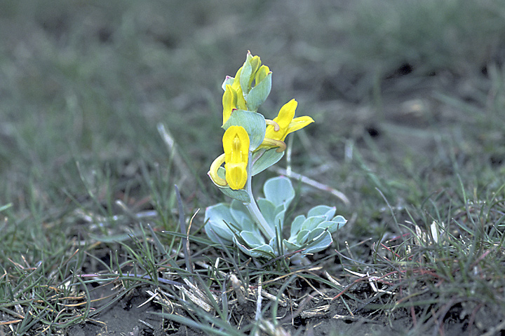 Image of Corydalis sewerzowii specimen.