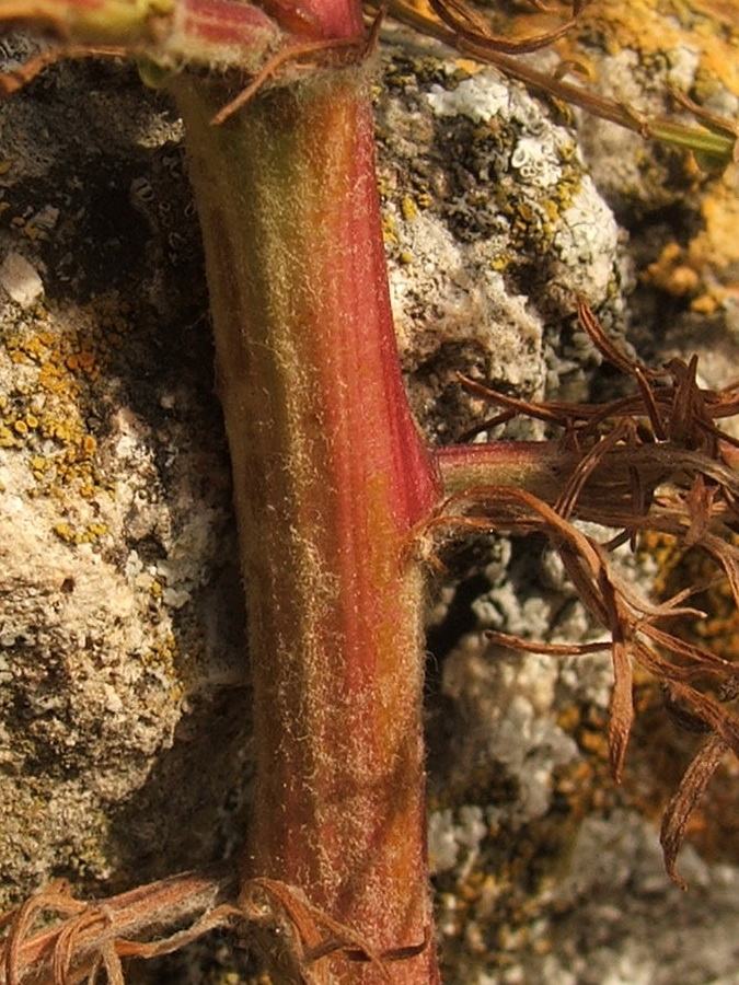 Image of Artemisia scoparia specimen.