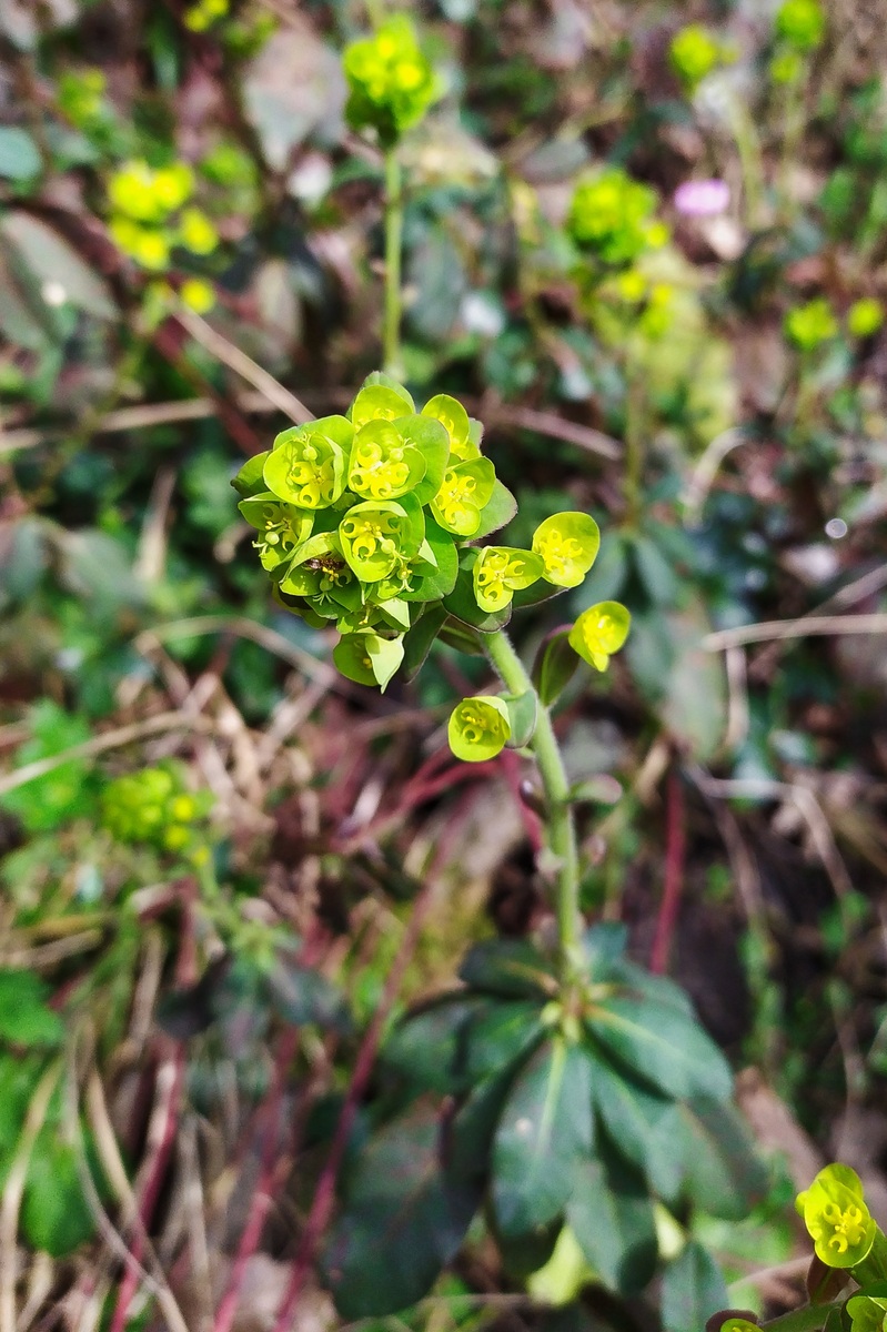 Image of Euphorbia amygdaloides specimen.