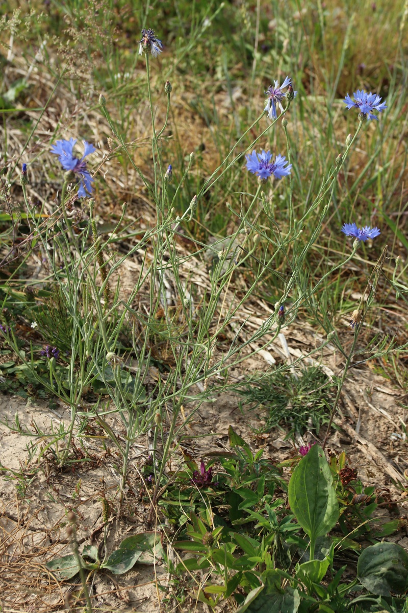 Изображение особи Centaurea cyanus.