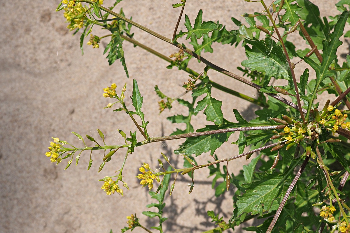 Image of Rorippa palustris specimen.