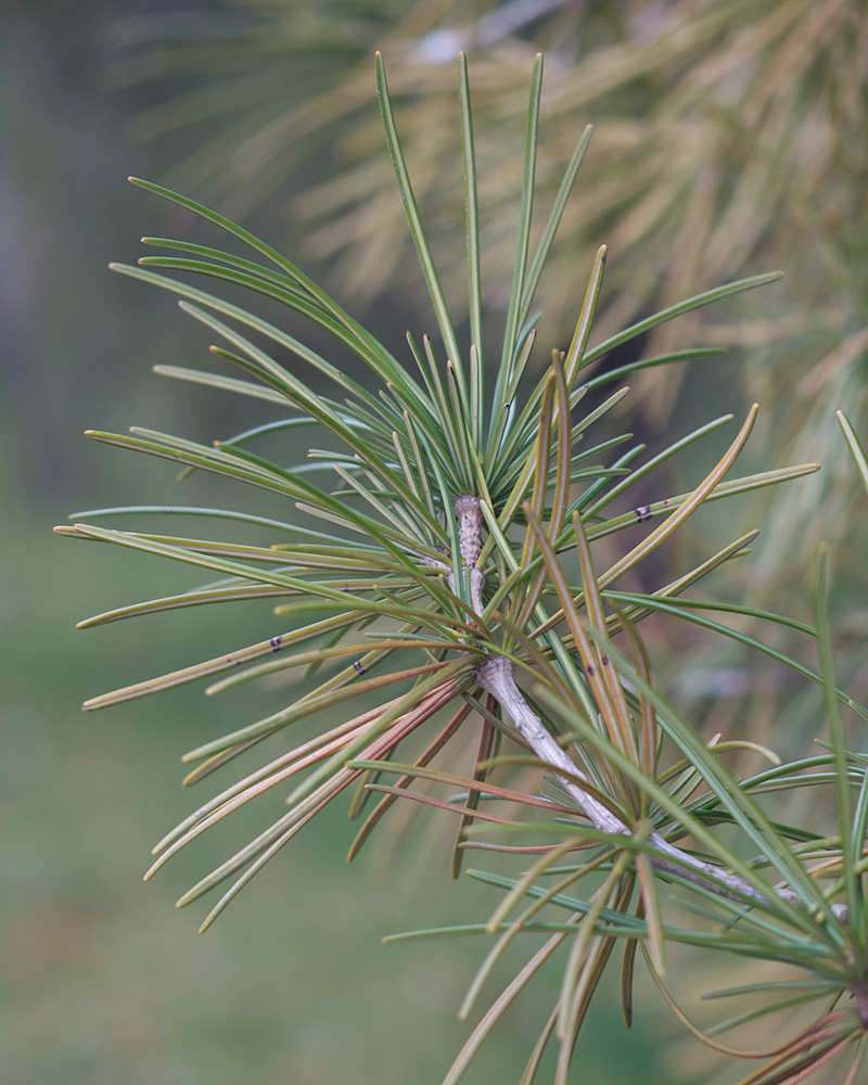 Image of Sciadopitys verticillata specimen.