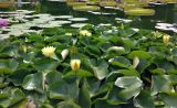Смотреть изображение род Nymphaea