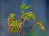 Acer platanoides