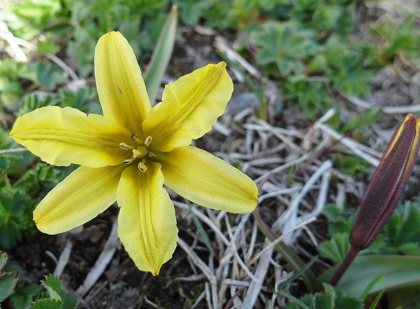 Изображение особи Tulipa heterophylla.