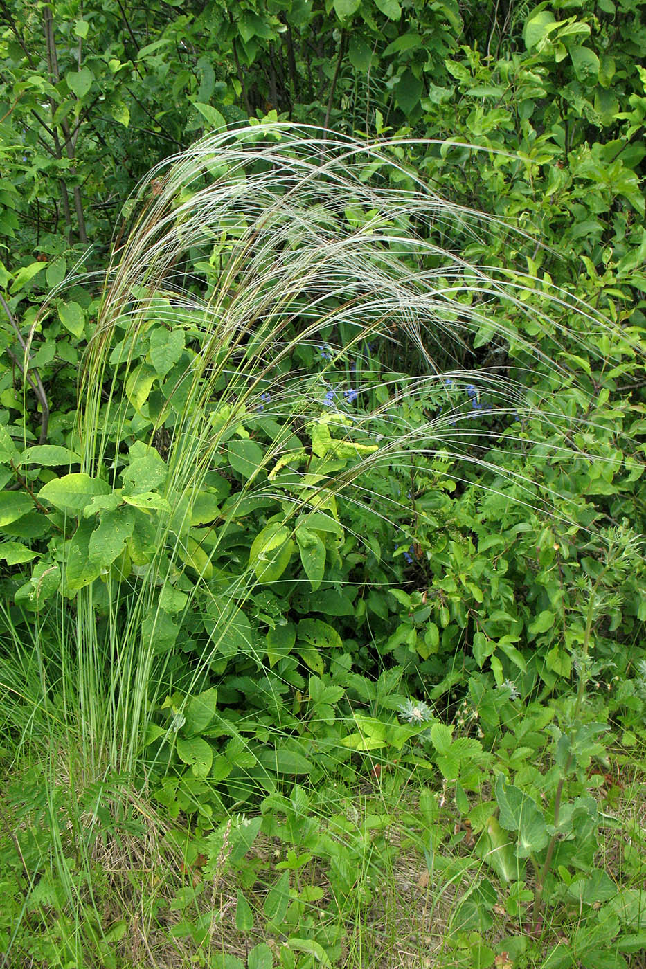 Image of Stipa pennata specimen.