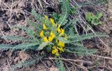 Astragalus henningii. Цветущее растение. Ростовская обл., Персиановская степь, окр. станицы Красюковская. Начало мая 2006 г.