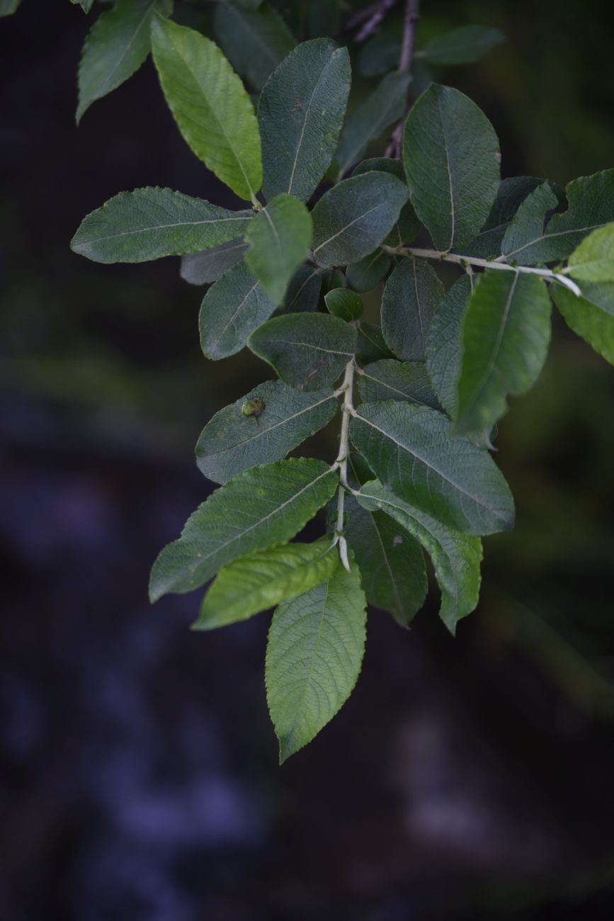 Image of genus Salix specimen.