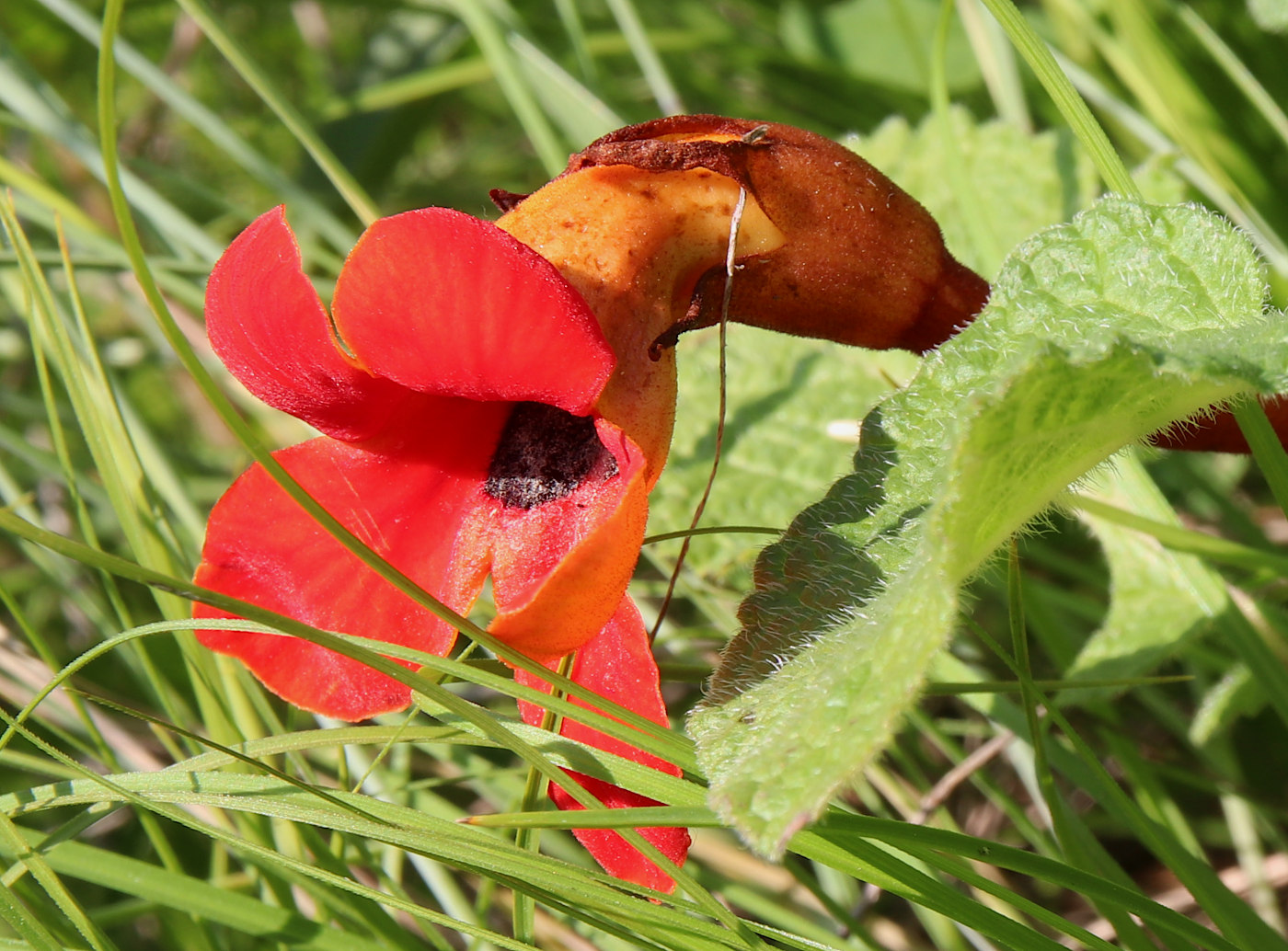 Image of Phelypaea coccinea specimen.